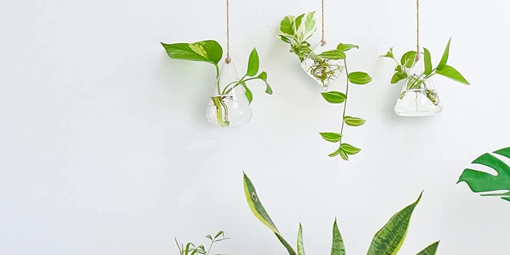 Hanging Glass Terrariums