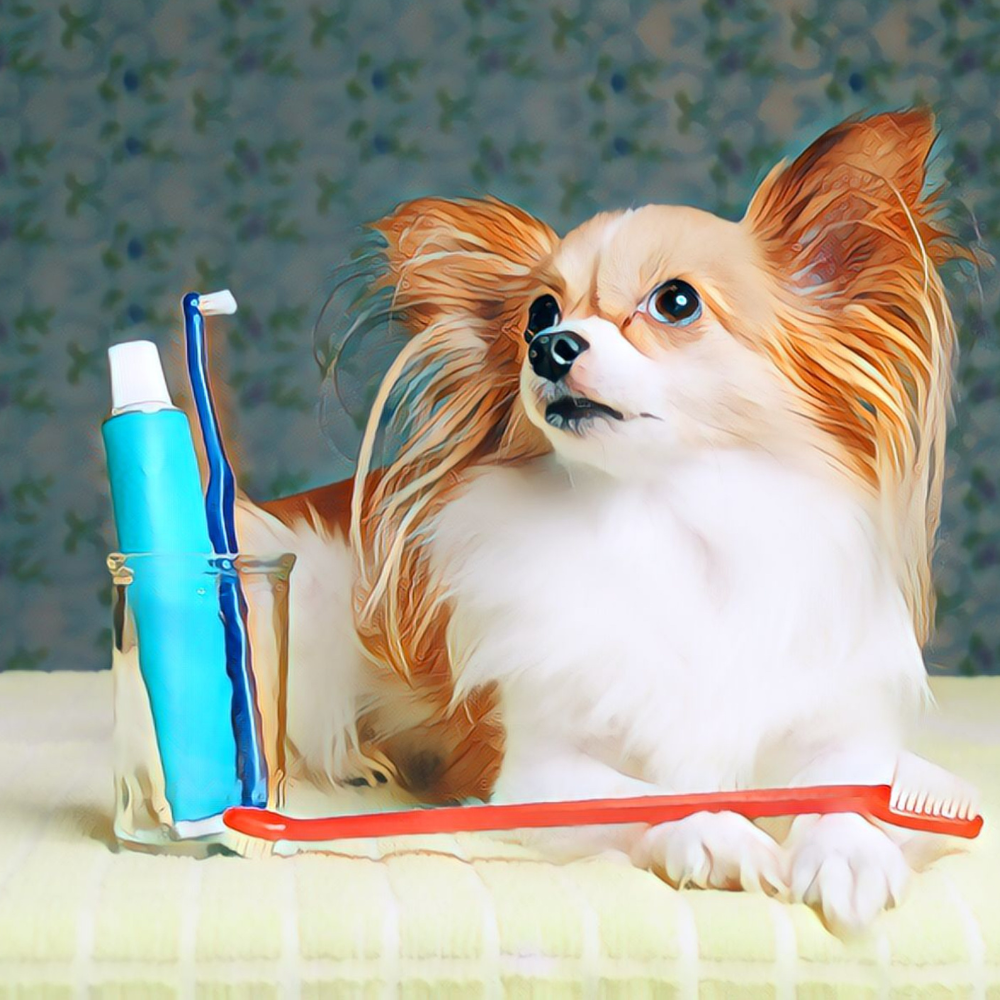 The Best Dog Toothpaste for a Healthy Smile