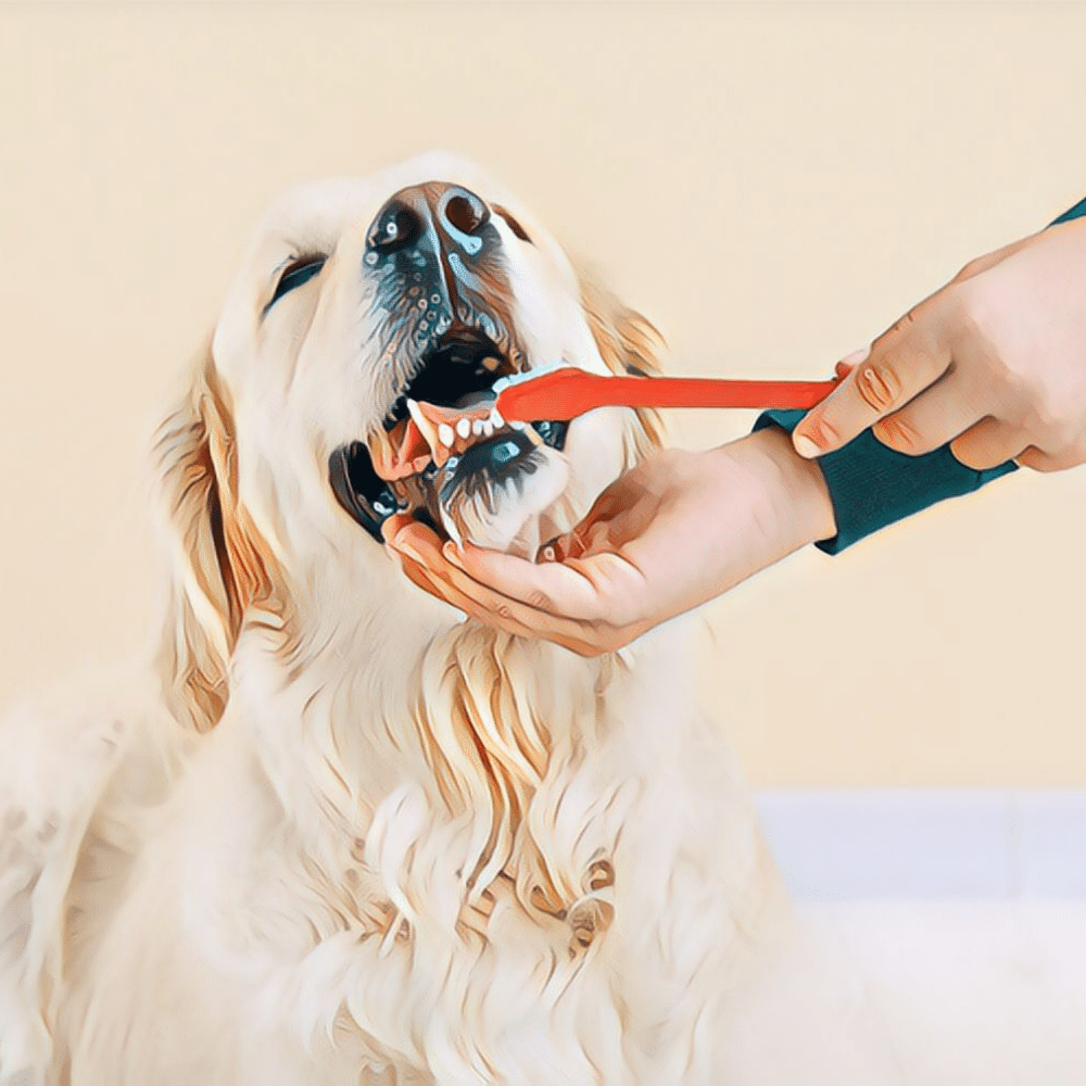 Can Dogs Use Human Toothpaste? Vets Weigh In.