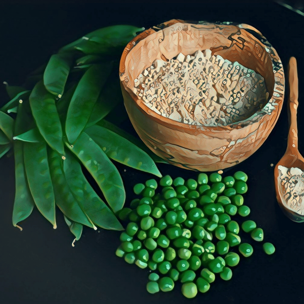 Best Pea Protein Powder